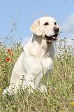 GOLDEN RETRIEVER 371
